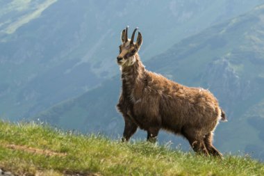 Chamois, Rupicapra rupicapra, Slovakya 'daki Nizke tatry dağında.