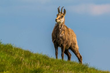 Chamois, Rupicapra rupicapra, Slovakya 'daki Nizke tatry dağında.