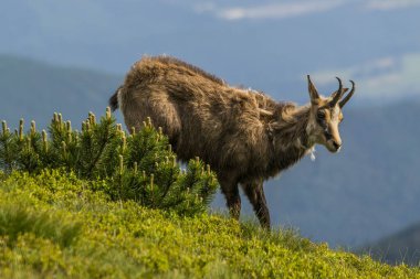 Chamois, Rupicapra rupicapra, Slovakya 'daki Nizke tatry dağında.