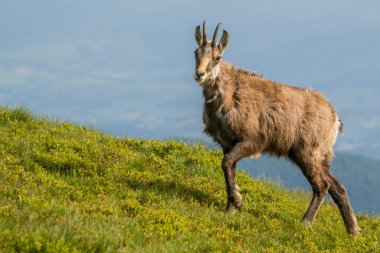 Chamois, Rupicapra rupicapra, Slovakya 'daki Nizke tatry dağında.