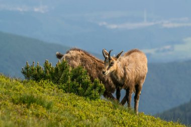 Chamois, Rupicapra rupicapra, Slovakya 'daki Nizke tatry dağında.