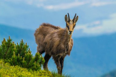 Chamois, Rupicapra rupicapra, Slovakya 'daki Nizke tatry dağında.