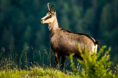 Chamois, Rupicapra rupicapra, Slovakya 'daki Nizke tatry dağında.