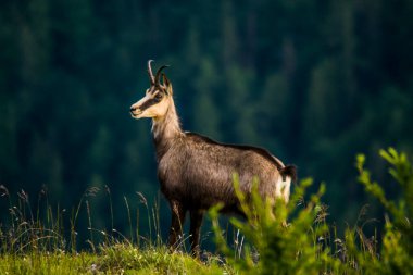 Chamois, Rupicapra rupicapra, Slovakya 'daki Nizke tatry dağında.
