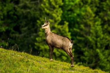 Chamois, Rupicapra rupicapra, Slovakya 'daki Nizke tatry dağında.
