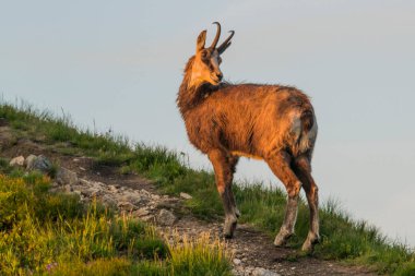 Chamois, Rupicapra rupicapra, Slovakya 'daki Nizke tatry dağında.