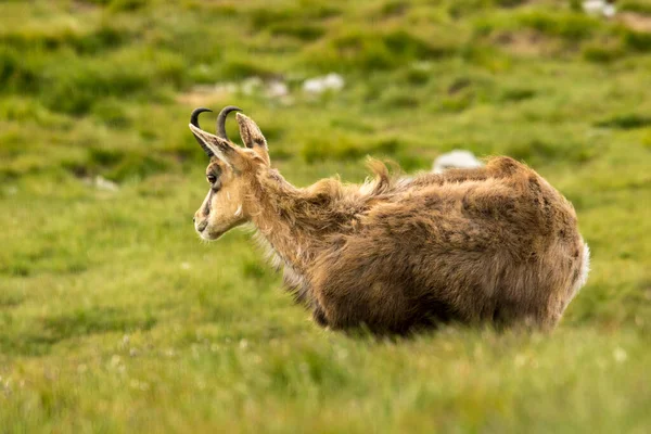 Chamois Rupicapra Rupicapra Slovakya Daki Nizke Tatry Dağında — Stok fotoğraf