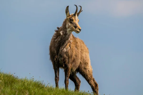 Chamois Rupicapra Rupicapra Montanha Nizke Eslováquia — Fotografia de Stock