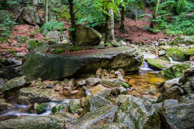 UNESCO 'daki Şelaleler: Karpatlar ve Avrupa' nın Diğer Bölgelerindeki Antik ve İlkel Kayın Ormanları
