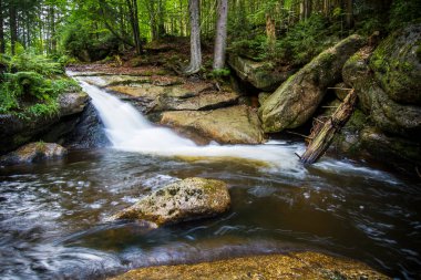 UNESCO 'daki Şelaleler: Karpatlar ve Avrupa' nın Diğer Bölgelerindeki Antik ve İlkel Kayın Ormanları