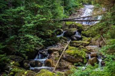 UNESCO 'daki Şelaleler: Karpatlar ve Avrupa' nın Diğer Bölgelerindeki Antik ve İlkel Kayın Ormanları