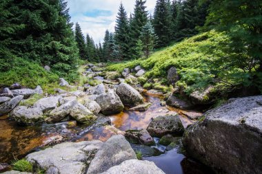 UNESCO 'daki Şelaleler: Karpatlar ve Avrupa' nın Diğer Bölgelerindeki Antik ve İlkel Kayın Ormanları