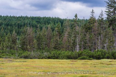 Çek Cumhuriyeti 'ndeki Jizera Dağı.