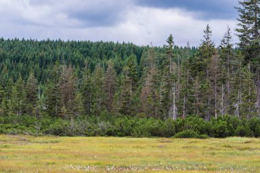 Çek Cumhuriyeti 'ndeki Jizera Dağı.