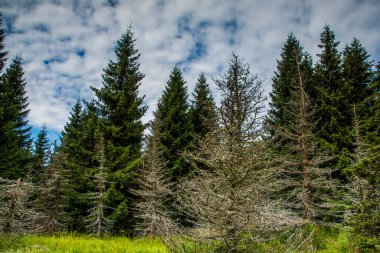 Çek Cumhuriyeti 'ndeki Jizera Dağı.