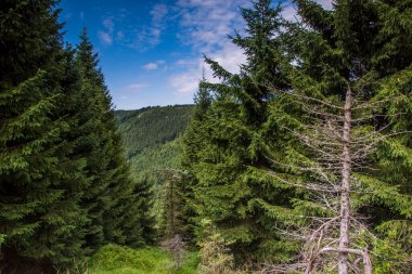 Çek Cumhuriyeti 'ndeki Jizera Dağı.