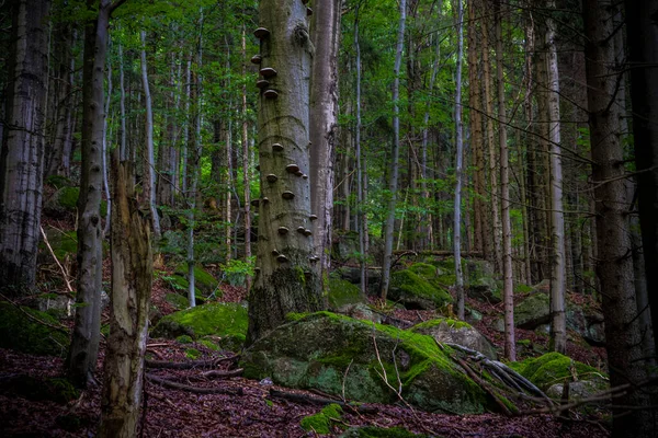 Montagnes Jizera République Tchèque Forêts Hêtres Anciennes Primitives Des Carpates — Photo