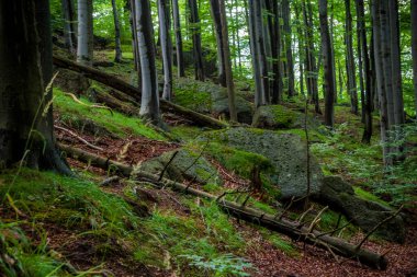 Jizera Dağları, Çek Cumhuriyeti, Karpatlar 'ın Antik ve İlkel Kayın Ormanları ve Avrupa' nın Diğer Bölgeleri