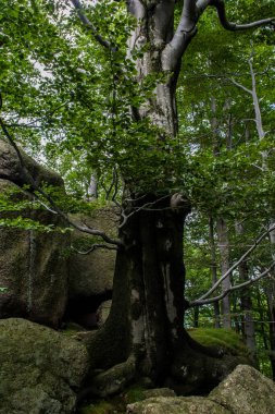 Jizera Dağları, Çek Cumhuriyeti, Karpatlar 'ın Antik ve İlkel Kayın Ormanları ve Avrupa' nın Diğer Bölgeleri