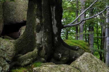 Jizera Dağları, Çek Cumhuriyeti, Karpatlar 'ın Antik ve İlkel Kayın Ormanları ve Avrupa' nın Diğer Bölgeleri