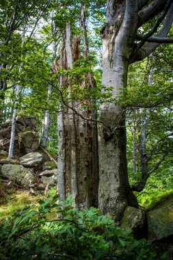 Jizera Dağları, Çek Cumhuriyeti, Karpatlar 'ın Antik ve İlkel Kayın Ormanları ve Avrupa' nın Diğer Bölgeleri