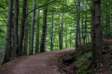 Jizera Dağları, Çek Cumhuriyeti, Karpatlar 'ın Antik ve İlkel Kayın Ormanları ve Avrupa' nın Diğer Bölgeleri