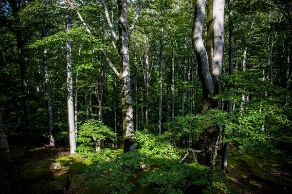 Jizerské Hory Česká Republika Starobylé Prastaré Bukové Lesy Karpat Dalších — Stock fotografie