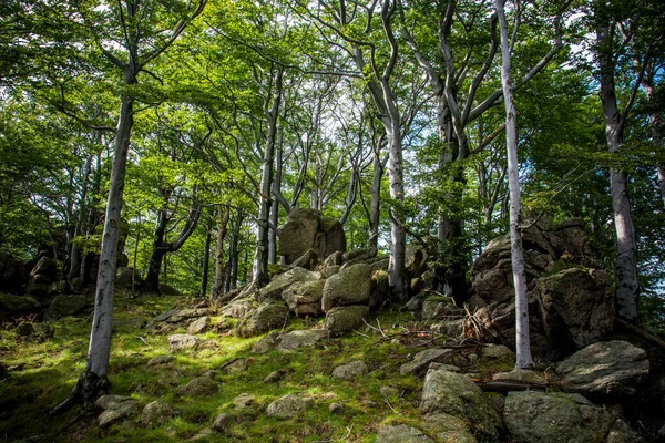 Jizera Mountains Czech Republic Ancient Primeval Beech Forests Carpathians Other — 스톡 사진
