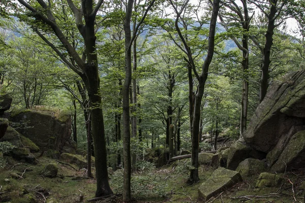 Jizera Mountains Czech Republic Ancient Primeval Beech Forests Carpathians Other — 스톡 사진