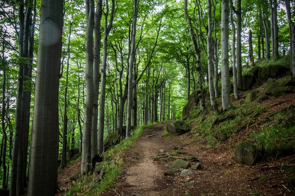 Jizera Mountains Czech Republic Ancient Primeval Beech Forests Carpathians Other — Stock Photo, Image
