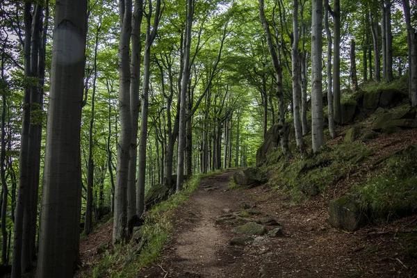 Jizera Mountains Czech Republic Ancient Primeval Beech Forests Carpathians Other — Stock Photo, Image