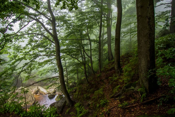 Góry Izerskie Republika Czeska Starożytne Pradawne Lasy Bukowe Karpat Innych — Zdjęcie stockowe