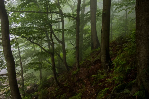 Jizera Mountains Czech Republic Ancient Primeval Beech Forests Carpathians Other — 스톡 사진