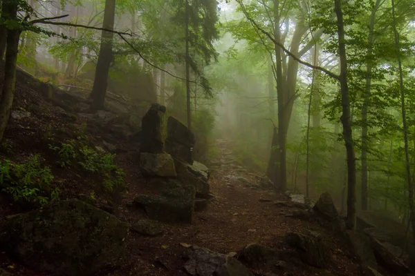 Jizera Mountains Czech Republic Ancient Primeval Beech Forests Carpathians Other — 스톡 사진