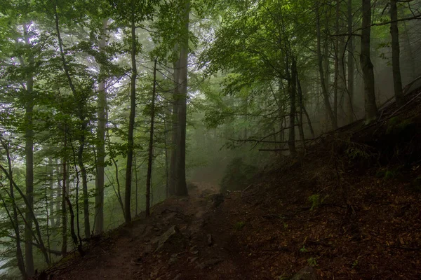 Jizera Mountains Czech Republic Ancient Primeval Beech Forests Carpathians Other — 스톡 사진