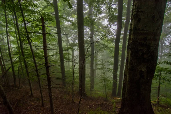 Jizera Mountains Czech Republic Ancient Primeval Beech Forests Carpathians Other — 스톡 사진