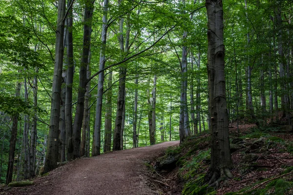 Jizera Mountains Czech Republic Ancient Primeval Beech Forests Carpathians Other — Stock Photo, Image