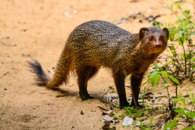 Indian gray mongoose in Minneriya national park, Sri Lanka. clipart