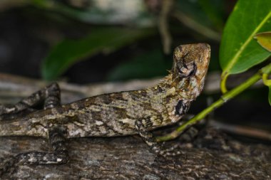 Değiştirilebilir kertenkele (Calotes versicolor) Sri Lanka 'da yaygın bir sürüngendir..