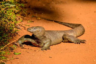 Sri Lanka 'daki Savanah' taki kertenkeleyi izle.