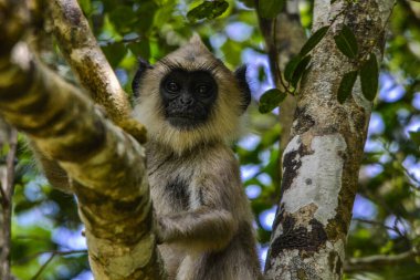 Gri langur veya Hanuman langur, Semnopithecus entellus, Sri Lanka adasında.