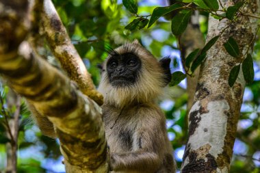 Gri langur veya Hanuman langur, Semnopithecus entellus, Sri Lanka adasında.