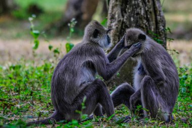 Gri langur veya Hanuman langur, Semnopithecus entellus, Sri Lanka adasında.