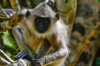 Gri langur veya Hanuman langur, Semnopithecus entellus, Sri Lanka adasında.