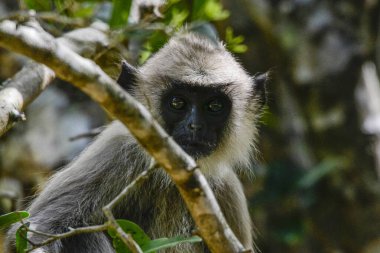 Gri langur veya Hanuman langur, Semnopithecus entellus, Sri Lanka adasında.