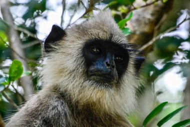 Gri langur veya Hanuman langur, Semnopithecus entellus, Sri Lanka adasında.