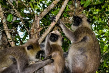 Gri langur veya Hanuman langur, Semnopithecus entellus, Sri Lanka adasında.