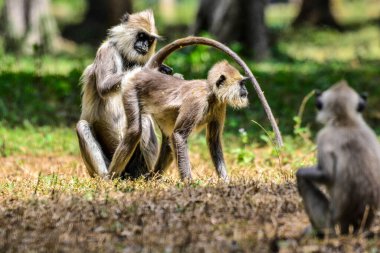 Gri langur veya Hanuman langur, Semnopithecus entellus, Sri Lanka adasında.