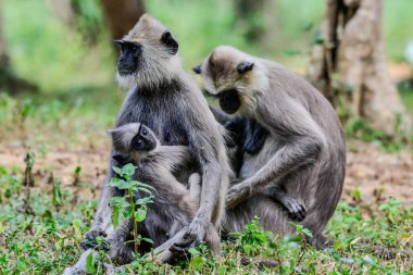 Gri langur veya Hanuman langur, Semnopithecus entellus, Sri Lanka adasında.