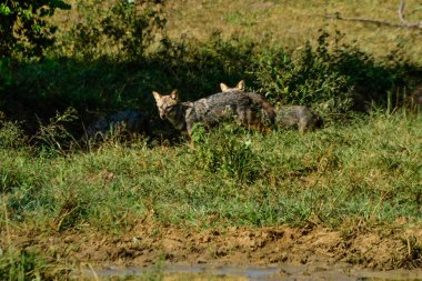 Siyah sırtlı çakal, Bundala Ulusal Parkı Sri Lanka